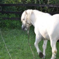 Pensiunea Acasa in Bucovina