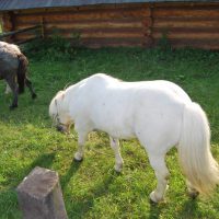 Acasa in Bucovina